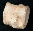 Champsosaurus Vertebrae (Cretaceous Reptile) #12697-2